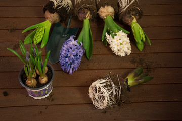 Rośliny cebulowe na drewnianych deskach hiacynty szafirek
