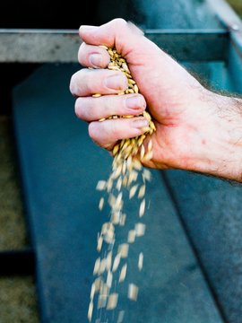 Cropped Hand Of Man Throwing Wheat Grains