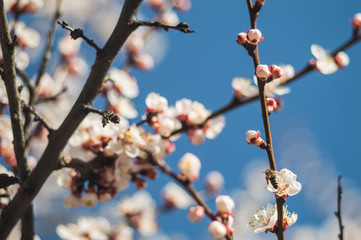 Apricot flowers with white and red petals