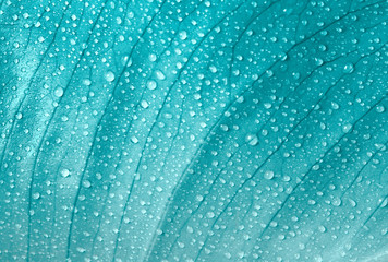 Turquoise (blue) leaf with water drops.