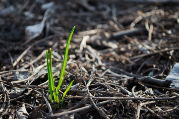 First green grass grow from ground