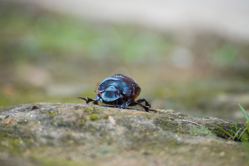 black beetle on the ground
