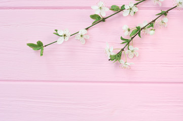 Branch of white cherry flowers on pink wooden background with place for your text. For greeting card, banner, poster. Spring holiday