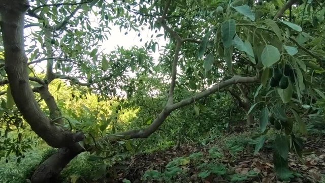 Fixed plane Green avocado group on tree, organic food. Slow motion. Sunny day on an avocado farm 