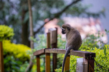 Monkey sitting on wood fence