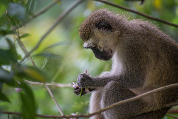 Monkey looking at flower