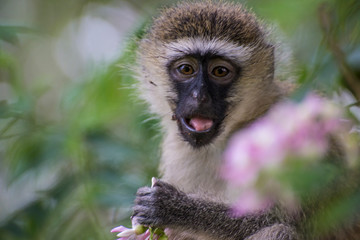 Portrait of monkey among flowers