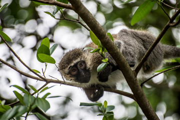 Monkey peeking down from tree