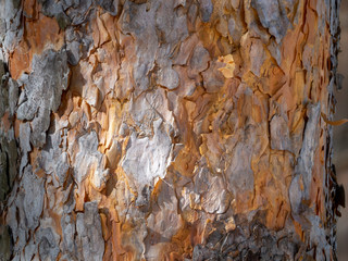 The trunk of a pine tree is lit by the sun. The bark is uneven with scales. Beautiful wood background.