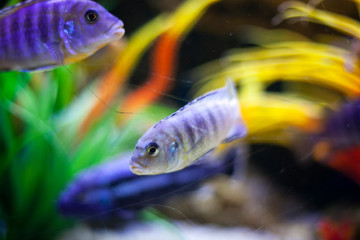 Fish in the aquarium.
