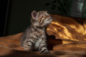 Beautiful tricolor kitten with blue eyes is sweetly laying on the gold bedcover and looking forward. Pet in the home