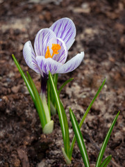 The first spring crocus flower on a background of the earth. Saffron leaves create a rhythm. Floral background with crocus.