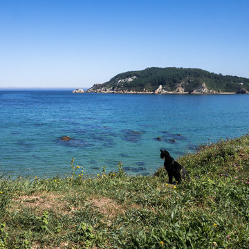Black cat looking from a cliff down to the water of a bay in Porto de Espasante, Ortigueira, Galicia, Spain