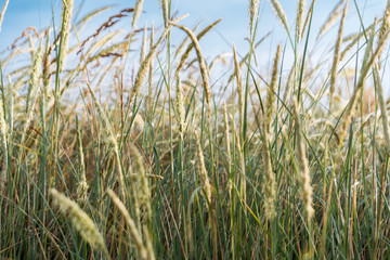 green grass in the wind