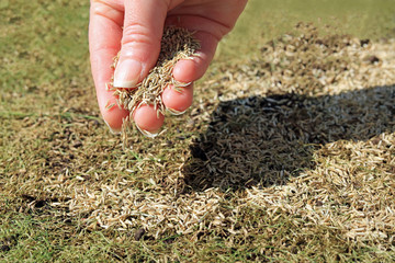 hand sprinkling grass seeds over a patchy lawn.