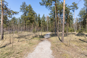 A dirt road in a coniferous forest among pines.