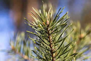 Pine needles on a branch. Detailed macro view.