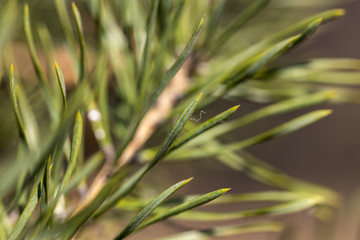 Pine needles on a branch. Detailed macro view.