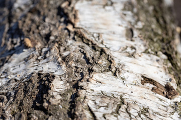The bark of a birch tree. Detailed macro view.