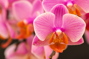 Fototapeta na wymiar The Orchidaceae