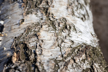 The bark of a birch tree. Detailed macro view.