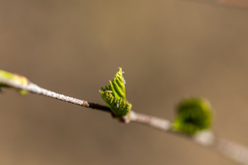 Young leaves of trees bloom on a branch.