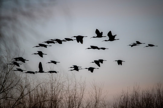 Moritos o Ibis