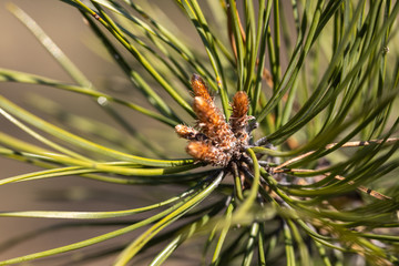 Naklejka na ściany i meble Pine needles on a branch. Detailed macro view.