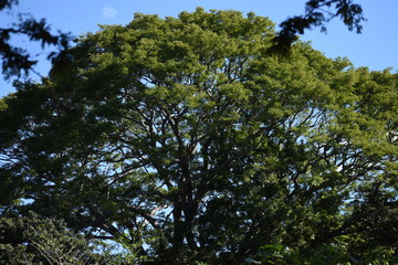 trees and sky