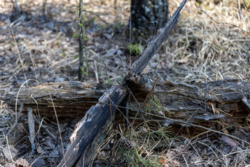 Natrix creeping on the ground