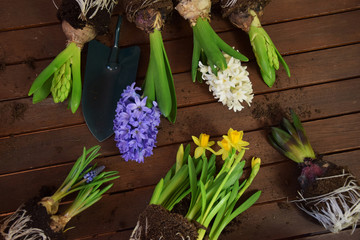 Rośliny kwiaty cebulowe narcyz hiacynt szafirek sadzenie - obrazy, fototapety, plakaty