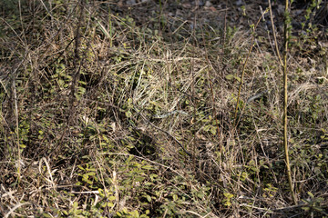 Natrix creeping on the ground
