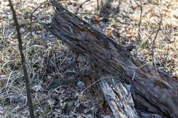 Natrix creeping on the ground