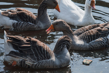 Obraz premium Wild geese flock eating in the river