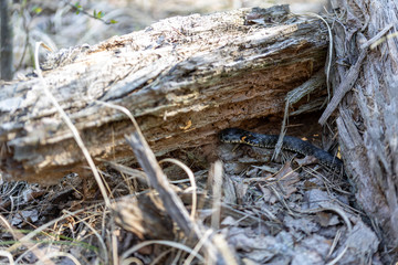 Natrix creeping on the ground
