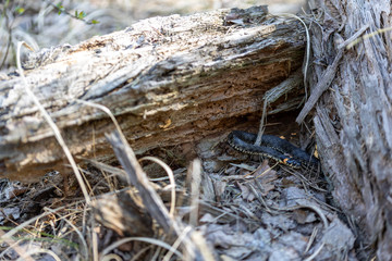 Natrix creeping on the ground