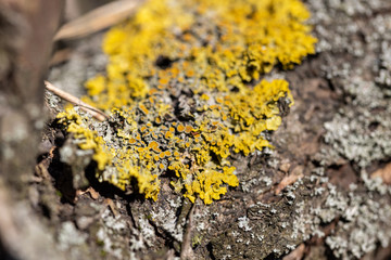 Deprive on a tree in early spring.
