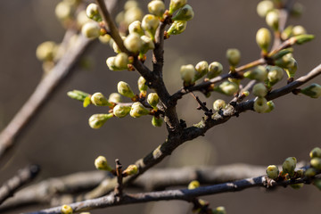 Young leaves of trees bloom on a branch.
