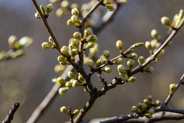 Young leaves of trees bloom on a branch.