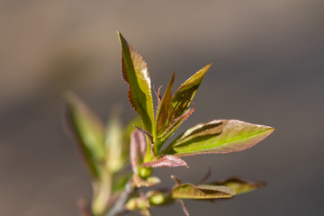Young leaves of trees bloom on a branch.