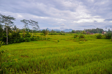 Bali Ricefield
