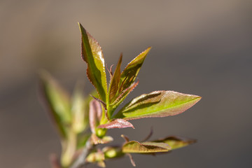 Young leaves of trees bloom on a branch.