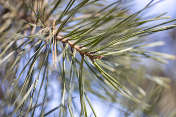 Pine needles on a branch. Detailed macro view.