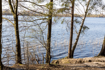Fototapeta premium Forest trees in the water on the lake.