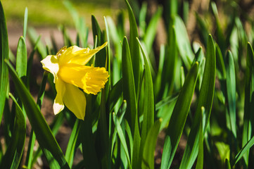 Yellow daffodils closeup on blurred background