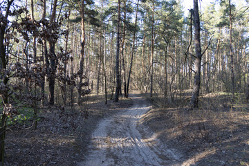 A dirt road in a coniferous forest among pines.