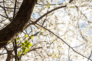 Beautiful floral spring abstract background of nature. Branches of blossoming apricot macro with soft focus on gentle light blue sky or tree background. For easter and spring greeting cards.