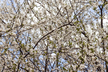 The branches of a blossoming tree. Cherry tree in white flowers. Blurring background.