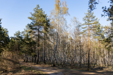 Coniferous forest in early spring on a clear day.