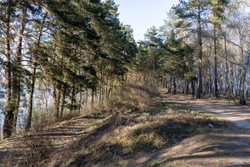 Coniferous forest in early spring on a clear day.